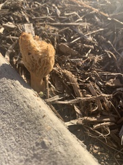 Morchella rufobrunnea
