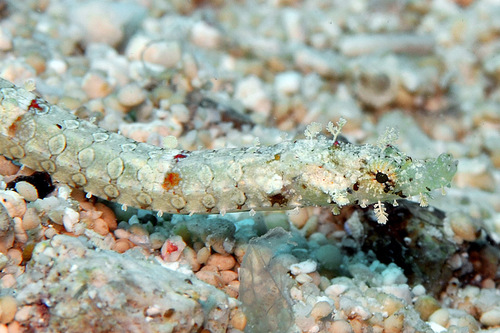 Brown pipefish (Halicampus mataafae) — Syngnathidae — 4