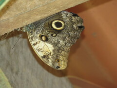 Caligo telamonius memnon