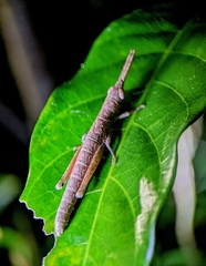 Mitricephala milleri