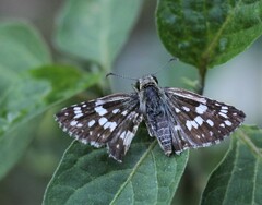 Burnsius orcynoides