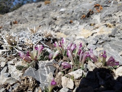 Pedicularis centranthera
