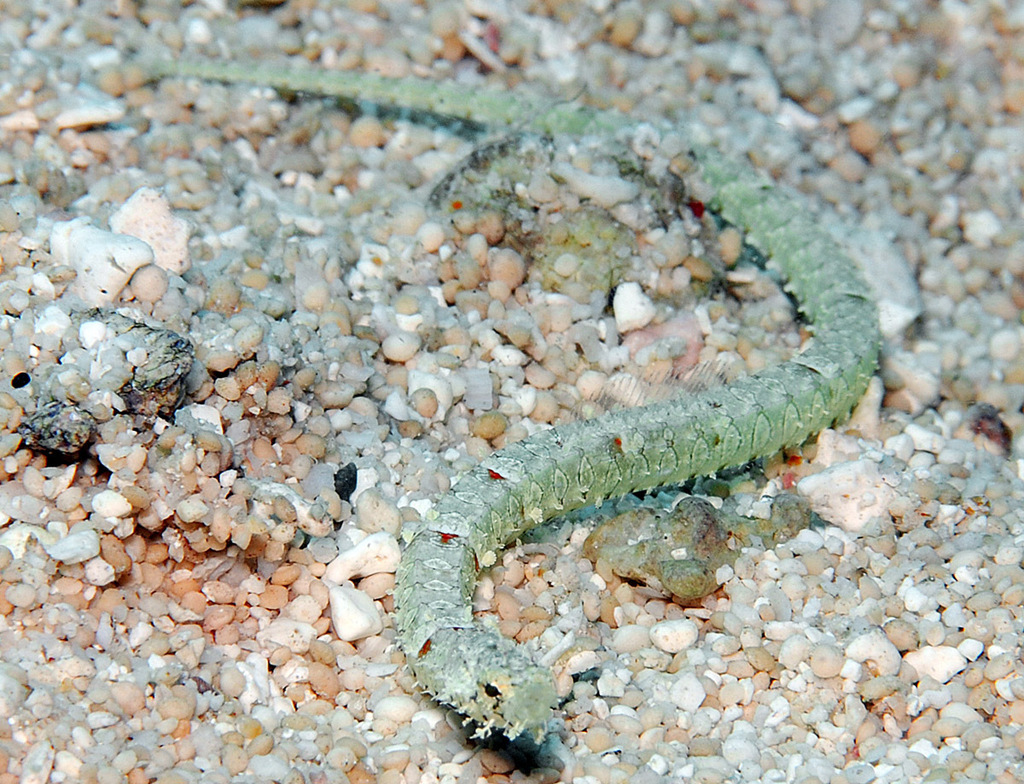 Brown Pipefish