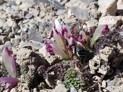 Pedicularis centranthera