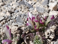 Pedicularis centranthera