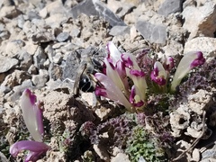 Pedicularis centranthera