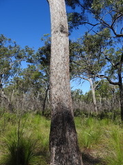 Eucalyptus acmenoides