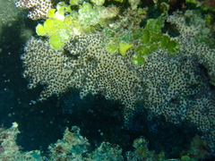 Klyxum