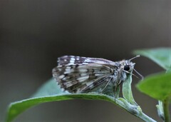 Burnsius orcynoides