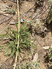 Colotis euippe omphale