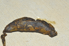 Cyclura nubila