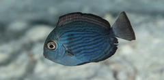 Acanthurus mata