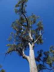 Eucalyptus acmenoides