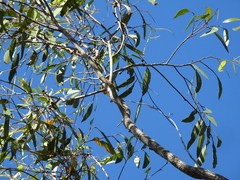 Eucalyptus acmenoides