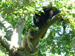 Alouatta caraya