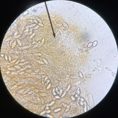 Paranectria oropensis