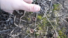 Agaricomycetes