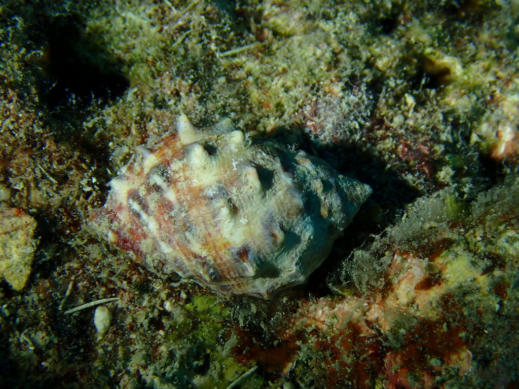 Alou rock shell