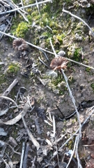 Agaricomycetes