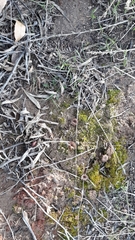 Agaricomycetes