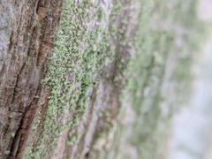 Chaenotheca brunneola