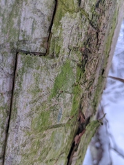 Chaenotheca brunneola