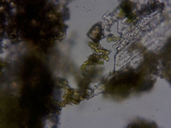 Chaenotheca brunneola