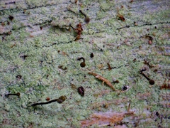 Chaenotheca brunneola