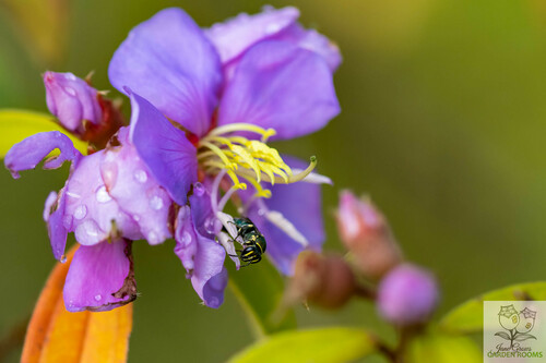 Disrupted Beautiful-Masked bee photo 6