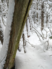 Chaenotheca brunneola