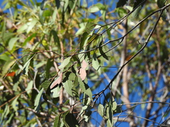 Eucalyptus acmenoides
