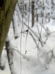 Carex trisperma