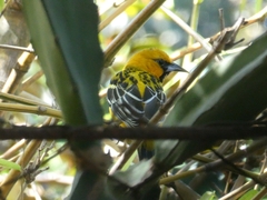 Icterus pustulatus