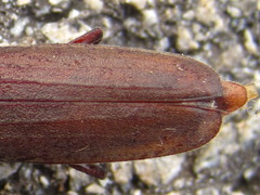 Arhopalus