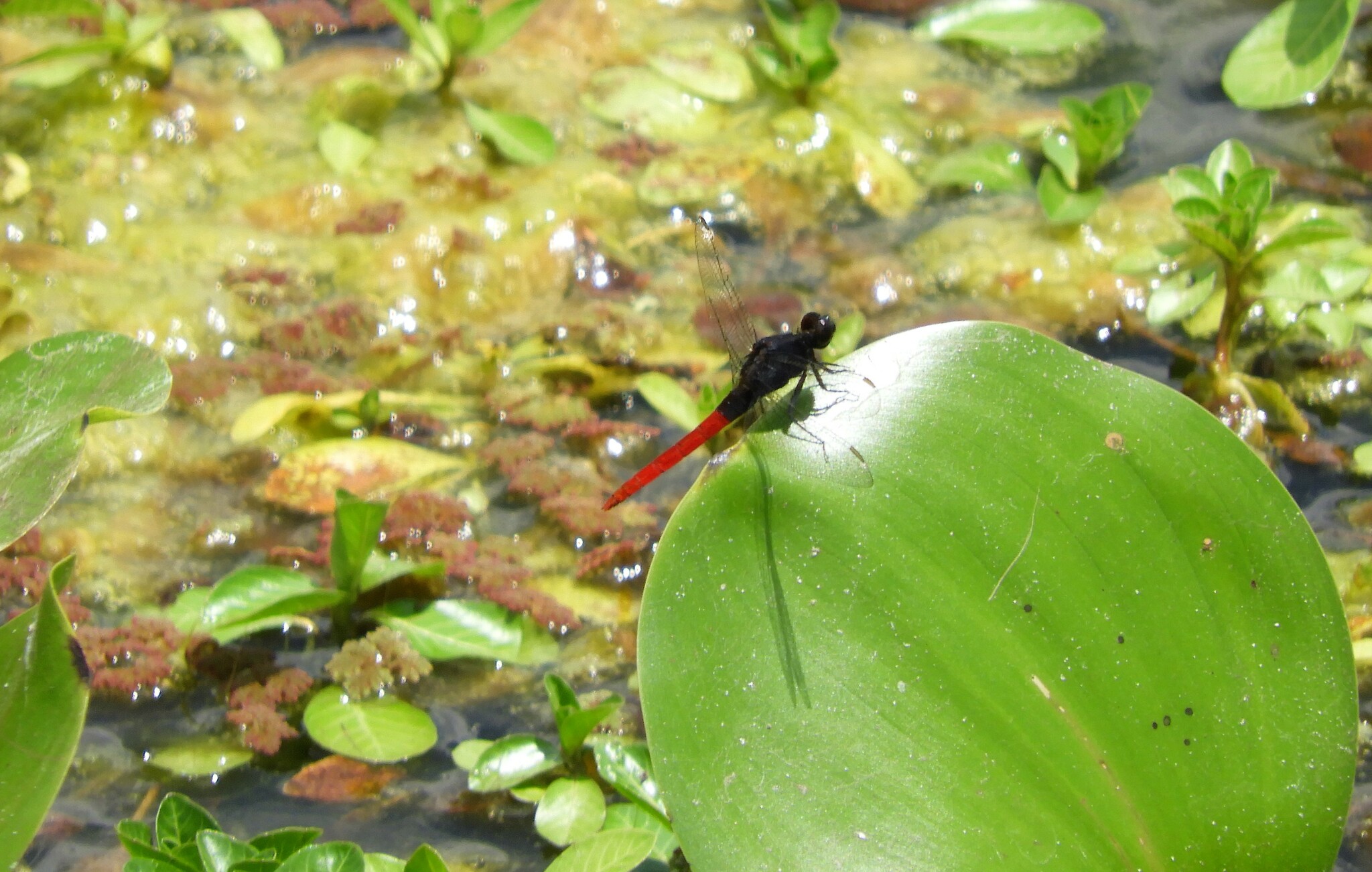 Erythemis peruviana Rambur, 1842