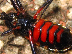 Ectrychotes andreae