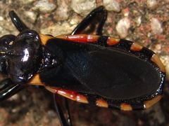 Ectrychotes andreae