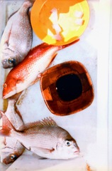 Bodianus unimaculatus