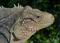 Cyclura nubila