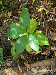 Lonicera involucrata