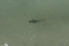 Pseudobatos productus