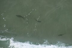 Pseudobatos productus