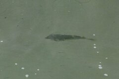 Pseudobatos productus