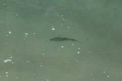 Pseudobatos productus