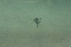 Pseudobatos productus