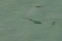 Pseudobatos productus