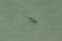 Pseudobatos productus