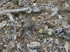 Ranunculus andersonii