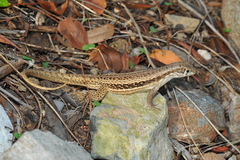 Leiocephalus raviceps