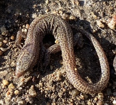 Xantusia vigilis
